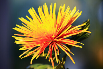 close-up of beautiful yellow with orange Chrysanthemum flower blooming in the garden in autumn

