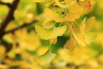 Fototapeta premium changing color leaves of Ginkgo Tree,Maidenhair Tree,close-up of yellow and green leaves growing on the branches in autumn 