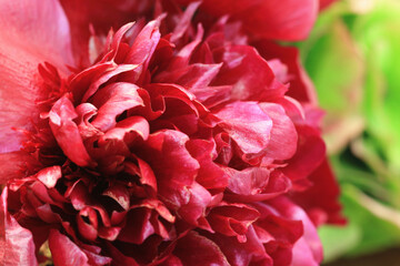 blooming colorful Carnation flower,close-up of beautiful red Carnation flower blooming in the garden 
