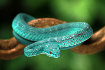 Trimeresurus insularis, Pit viper snake on the branch