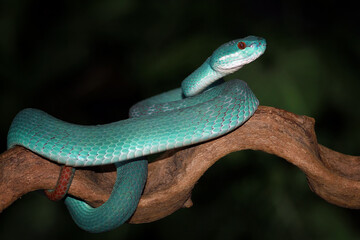 Trimeresurus insularis, Pit viper snake on the branch