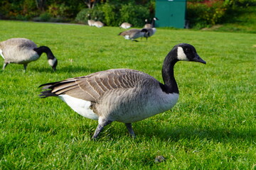 the goose