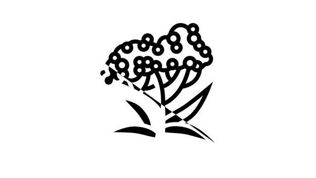 elderberry tree branch line icon animation