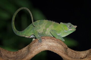 Fischer chameleon on the branch