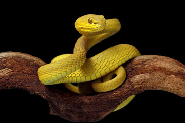 Trimeresurus insularis, Pit viper snake on the branch