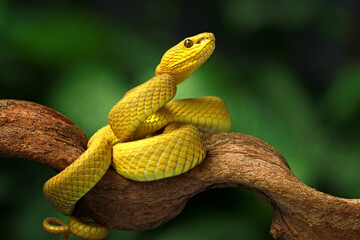 Trimeresurus insularis, Pit viper snake on the branch