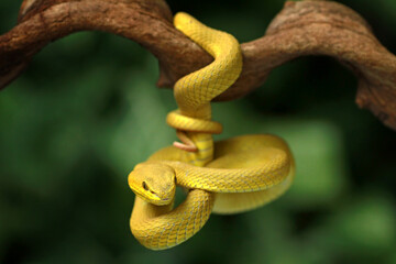 Trimeresurus insularis, Pit viper snake on the branch