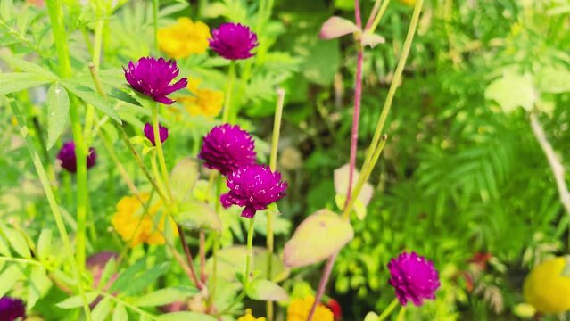 Purple flowers in the garden and background green leaf