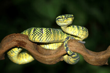 Tropidolaemus wagleri on the branch