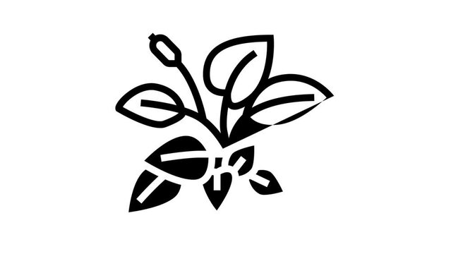 anubia nana line icon animation