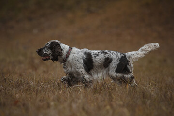 english springer spaniel runs in the field. dog outdoors in autumn