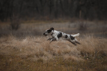 english springer spaniel runs in the field. dog outdoors in autumn