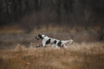 english springer spaniel runs in the field. dog outdoors in autumn