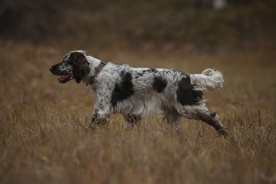 english springer spaniel runs in the field. dog outdoors in autumn