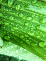Abstract background of leaf strewed with fresh rain drops
