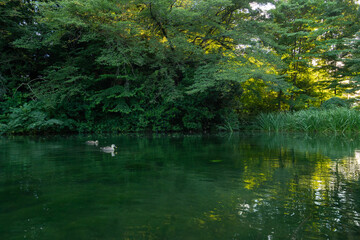 東京都国分寺市　姿見の池 東京の名湧水57選