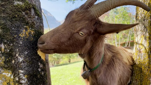 Medium close up shot of a brown goat gnawing the bork of a tree. Mountains in the background.