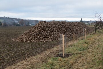 heap of sugar beet on a field