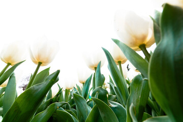 White tulips printable photo. Spring flowers background