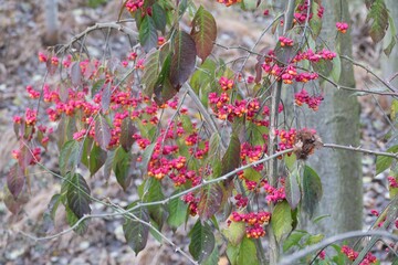 colorful winter berry on a tree branch
