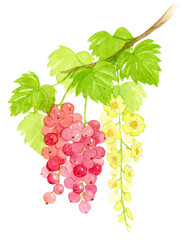 レッドカラントの花と実の水彩画