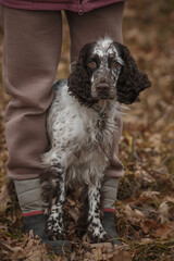 Fototapeta premium english springer spaniel portrait in the field. dog outdoors in autumn