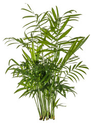 bamboo isolated on transparent background