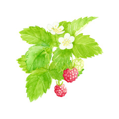 ラズベリーの花と実の水彩画