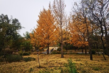autumn