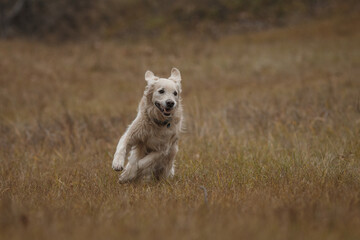 golden retriever in the field. dog outdoors in autumn