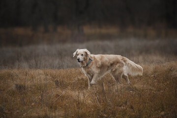 Obraz na płótnie Canvas golden retriever in the field. dog outdoors in autumn