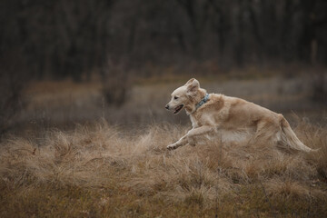 golden retriever in the field. dog outdoors in autumn