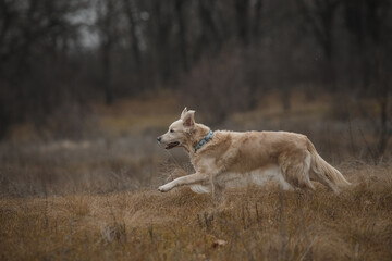 golden retriever in the field. dog outdoors in autumn