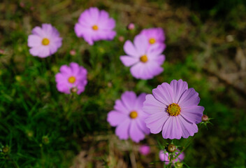 風景素材　爽やかな秋の陽光に映える秋桜