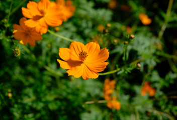 風景素材　爽やかな秋の陽光に映える秋桜