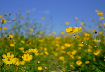 風景素材　爽やかな秋の陽光に映える秋桜