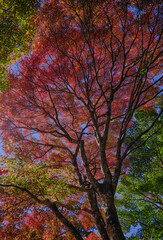 風景素材　秋の陽射しに映える紅葉
