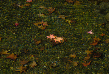 風景素材　池に浮かぶ紅葉の落ち葉