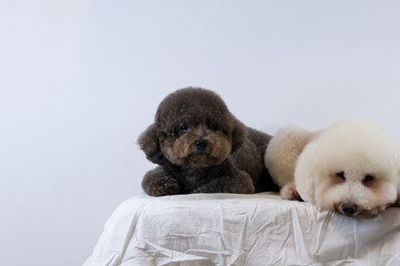 Selective focus on adorable black Poodle dog sleeping on messy  white color bed on white background.