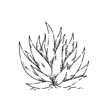 cactus aloe sketch hand drawn vector cosmetic product. ckin flower. wet medical plant. spa herbal vintage black line illustration