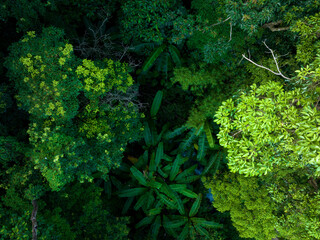 Aerial view of tropical forest in summer