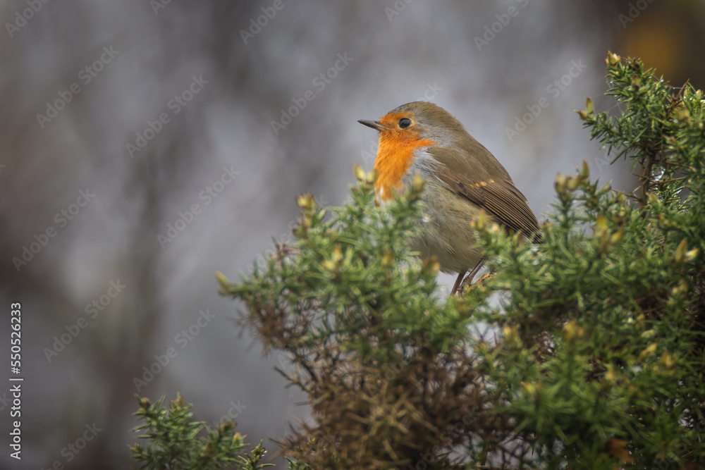 Poster a profile view of a robin as it sits perched on the top of a gorse bush