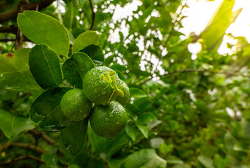 Green Lemons on the plant, Green lemons on the branch, Insect on lemons, Fresh Lemon in the Organic garden,  Lemons on the branch with the Leaves background.