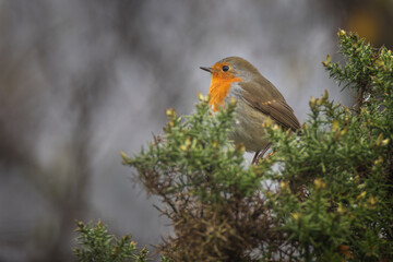 A profile view of a robin as it sits perched on the top of a gorse bush