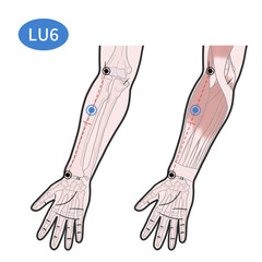 공최 혈자리 경혈 일러스트