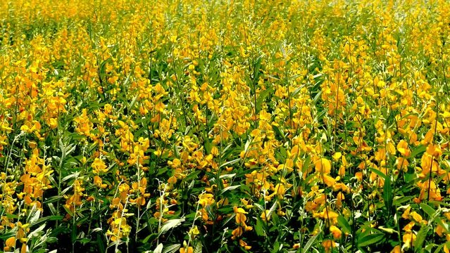 field of yellow flowers in summer, sunn hemp field (crotalaria juncea or Indian hemp) blowing in the wind.