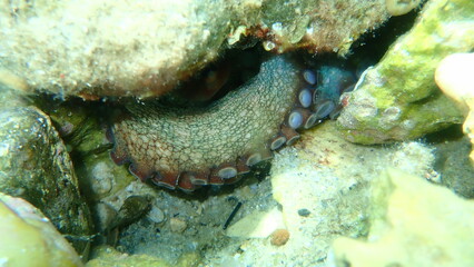 Suction cups or suckers on the tentacles of common octopus (Octopus vulgaris) close-up undersea, Aegean Sea, Greece, Thasos island