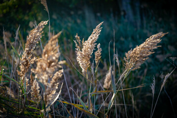 hojas en otño caidas en el suelo con colores terrosos
