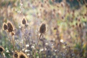 hojas en ot&ntilde;o caidas en el suelo con colores terrosos