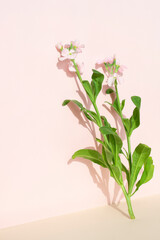 제품 촬영을 위한 빈자리와 꽃